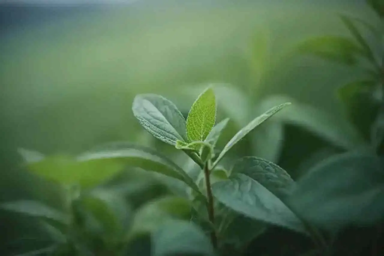 L&#8217;olio di tea tree è davvero battericida? Ecco cosa dice la scienza sull&#8217;efficacia
